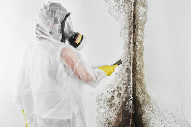 Best Mold Removal and Inspection  in Remsenburg Speonk, NY