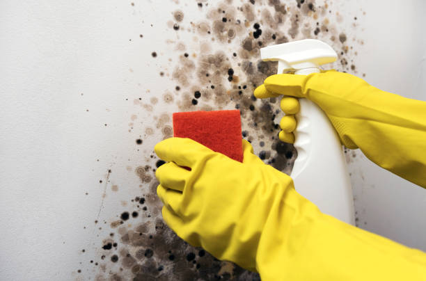 Mold Removal and Inspection in Remsenburg Speonk, NY